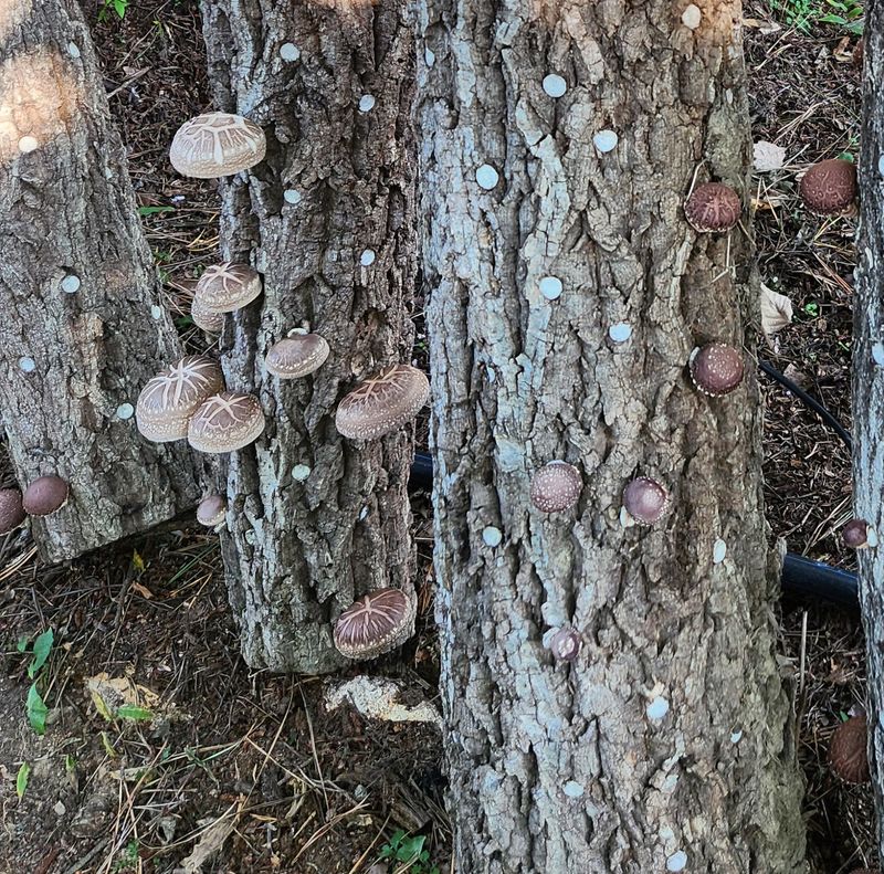 헤라여신^^♡님의 장터 판매 상품 [표고버섯(노지) 1kg 2만원입니다] 첨부 사진