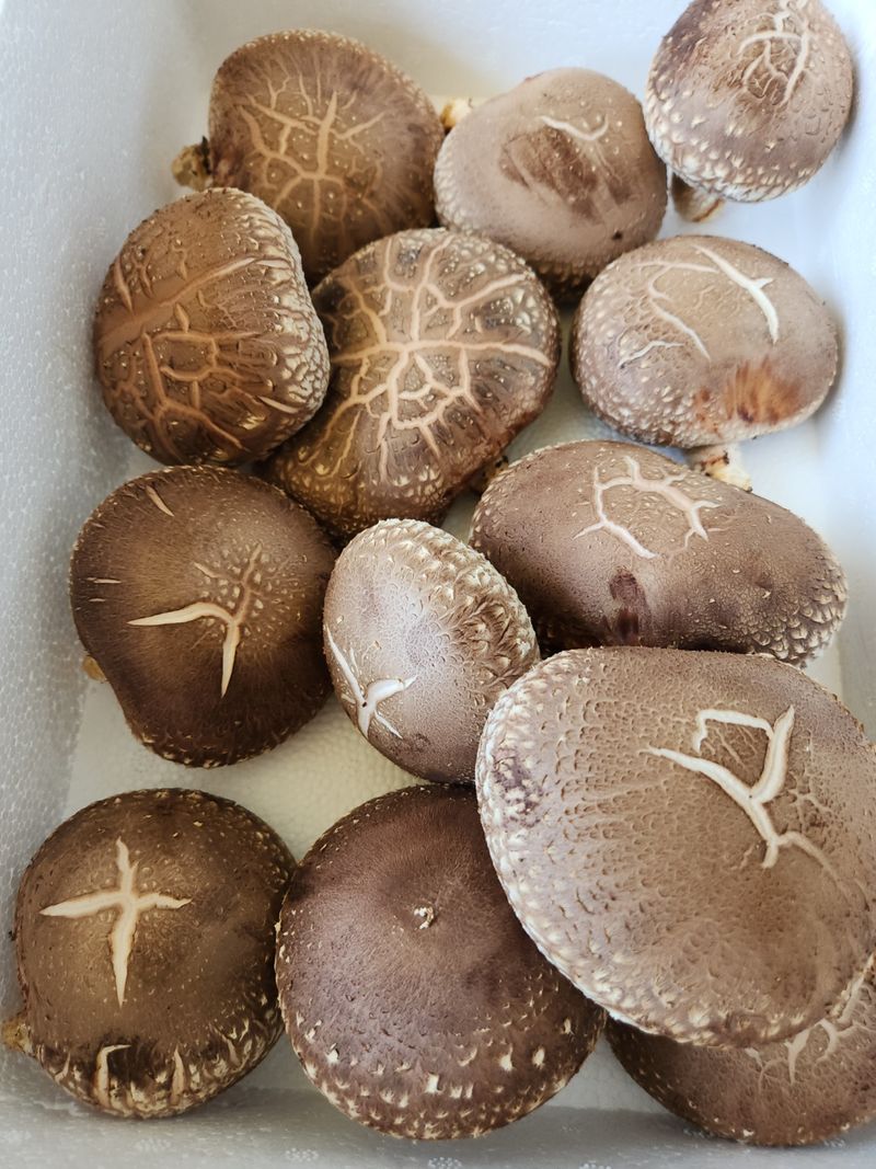 장터 상품 [표고버섯(노지) 1kg 2만원입니다] 썸네일