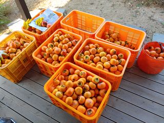 천승준님의 상추 · 자유게시판 작성글 사진