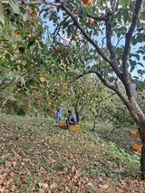 팜모닝 감·자유게시판 게시글 이미지