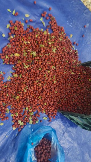 남윤호님의 감 · 자유게시판 작성글 사진