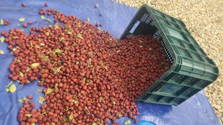 남윤호님의 감 · 자유게시판 작성글 사진