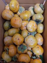 팜모닝 감·자유게시판 게시글 이미지