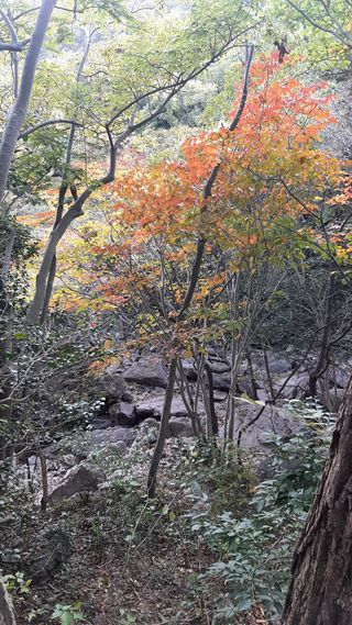 땅끝해남님의 감 · 자유게시판 작성글 사진