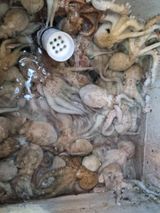 팜모닝 토마토·일상 게시글 이미지