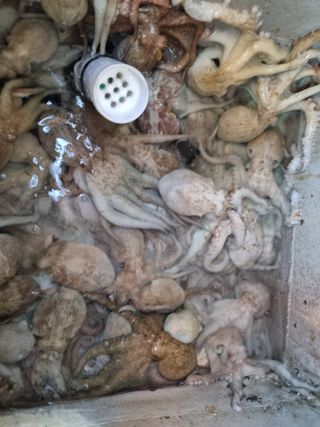 김순남님의 토마토 · 일상 작성글 사진