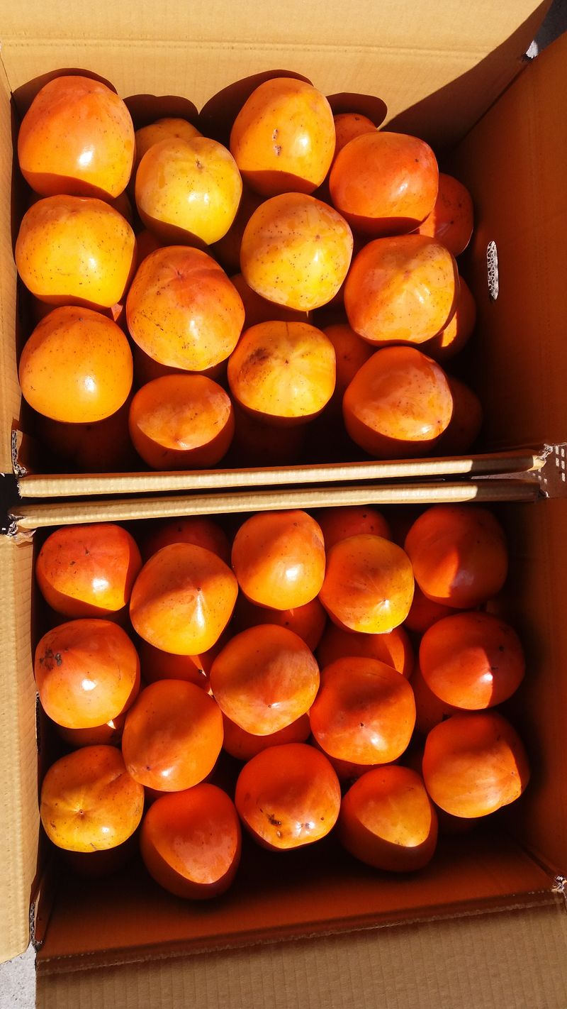 최우식님의 장터 판매 상품 [대봉감 15kg 기준 40,000-50,000원 택비포함입니다] 첨부 사진