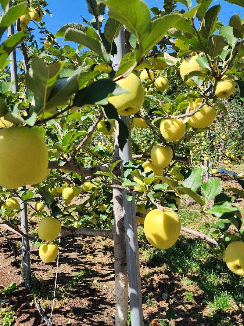 장터 상품 [노란사과 시나노골드 30000] 썸네일