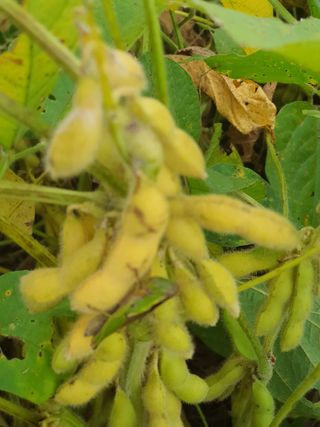 권철환님의 콩 · 자유게시판 작성글 사진