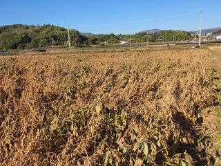 권철환님의 콩 · 자유게시판 작성글 사진