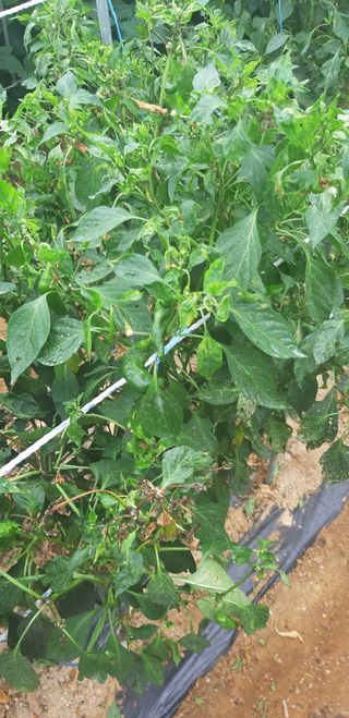 설악빌리지님의 기타작물 · 병해충상담 작성글 사진