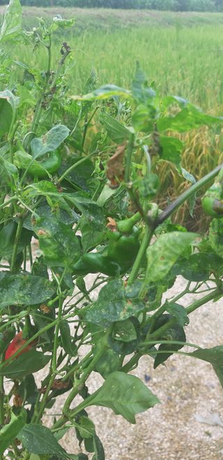 설악빌리지님의 기타작물 · 병해충상담 작성글 사진