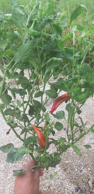 설악빌리지님의 기타작물 · 병해충상담 작성글 사진