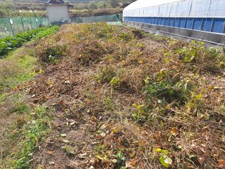 허굴산농장님의 고추 · 일상 작성글 사진