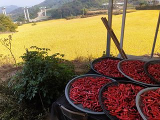 허굴산농장님의 고추 · 일상 작성글 사진