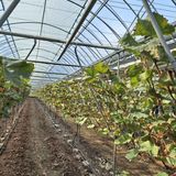 팜모닝 감·자유게시판 게시글 이미지