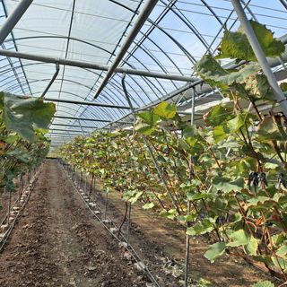 모포리흰개 님의 감 · 자유게시판 작성글 사진