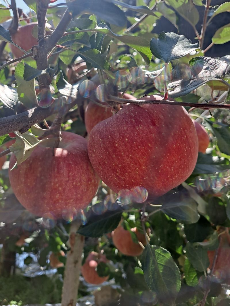 장터 상품 [부사(사과) ] 썸네일