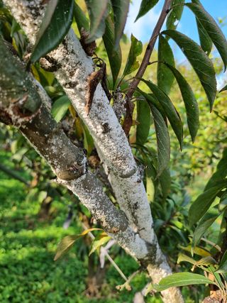 이병구님의 자두 · 병해충상담 작성글 사진