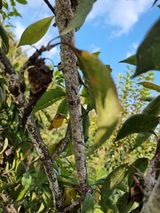 팜모닝 자두·병해충상담 게시글 이미지