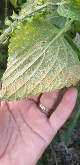 팜모닝 들깨·병해충상담 게시글 이미지