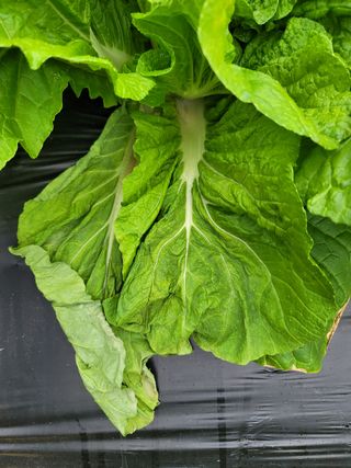 갈대님의 배추 · 병해충상담 작성글 사진