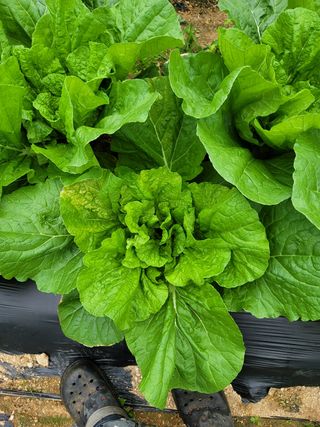 갈대님의 배추 · 병해충상담 작성글 사진