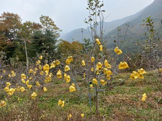 인생은 소풍처럼님의 사과 · 일상 작성글 사진