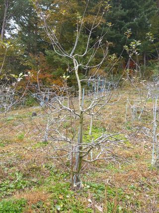 인생은 소풍처럼님의 사과 · 일상 작성글 사진