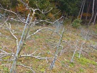 인생은 소풍처럼님의 사과 · 일상 작성글 사진