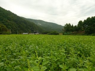 홍순원님의 들깨 · 자유게시판 작성글 사진