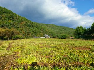 홍순원님의 들깨 · 자유게시판 작성글 사진