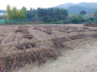 홍순원님의 들깨 · 자유게시판 작성글 사진