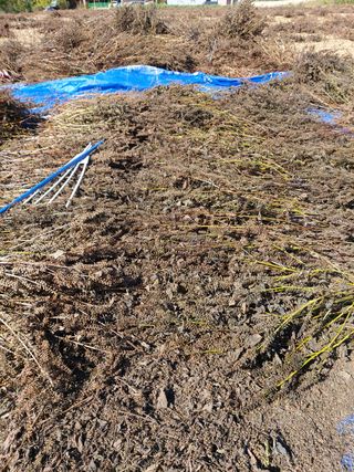 홍순원님의 들깨 · 자유게시판 작성글 사진