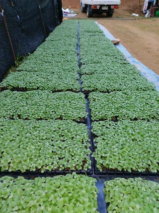 홍순원님의 들깨 · 자유게시판 작성글 사진