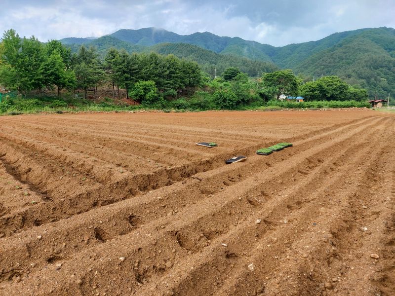 장터 상품 [들깨 1kg 15,000원] 썸네일