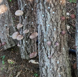 헤라여신^^♡님의 버섯 · 일상 작성글 사진