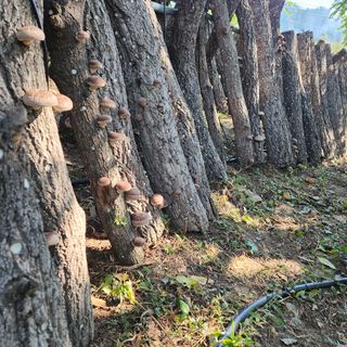 헤라여신^^♡님의 버섯 · 일상 작성글 사진