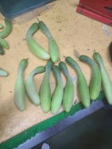 팜모닝 오이·병해충상담 게시글 이미지