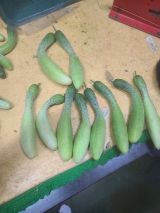 아곰이님의 오이 · 병해충상담 작성글 사진