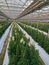 팜모닝 기타작물·자유게시판 게시글 이미지