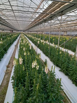 김해농부허외순님의 기타작물 · 자유게시판 작성글 사진