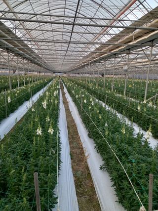 김해농부허외순님의 기타작물 · 자유게시판 작성글 사진