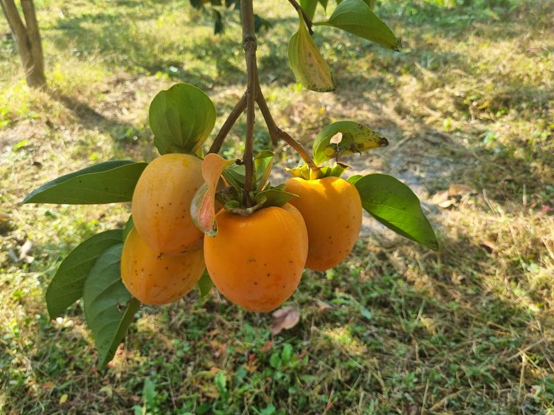 오재오님의 장터 판매 상품 [대봉감 10kg 35~45내외 35,000원 45~55내외 28,000원 55~65내외23,000원 15kg] 첨부 사진