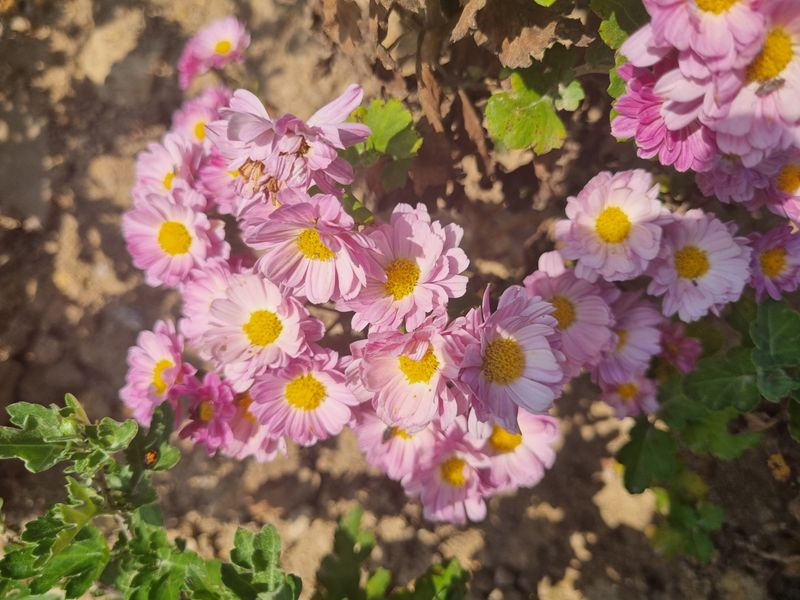 오재오님의 장터 판매 상품 [대봉감 10kg 35~45내외 35,000원 45~55내외 28,000원 55~65내외23,000원 15kg] 첨부 사진