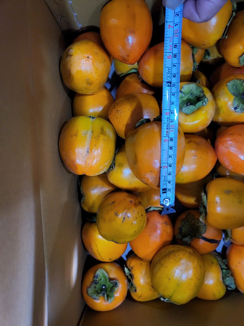 오재오님의 장터 판매 상품 [대봉감 10kg 35~45내외 35,000원 45~55내외 28,000원 55~65내외23,000원 15kg] 첨부 사진