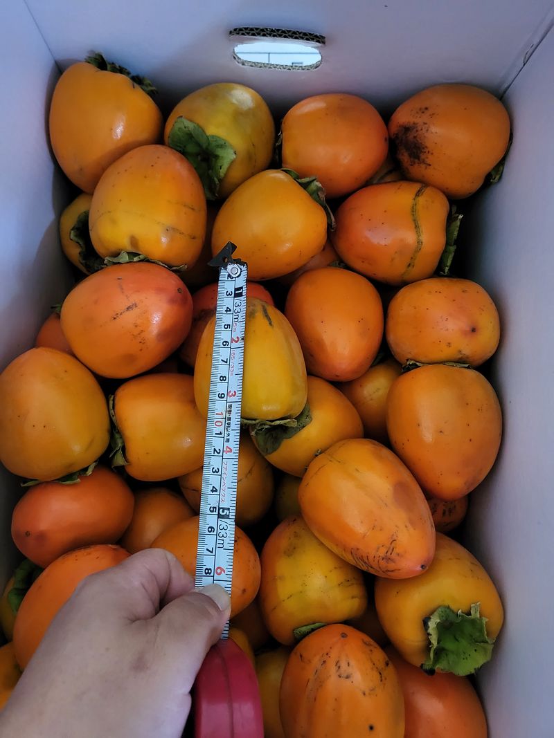 오재오님의 장터 판매 상품 [대봉감 10kg 35~45내외 35,000원 45~55내외 28,000원 55~65내외23,000원 15kg] 첨부 사진