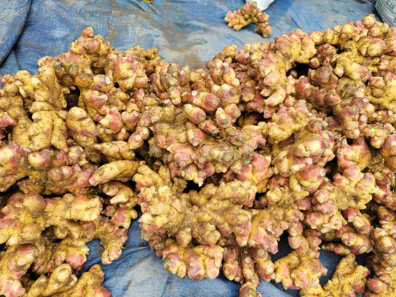 장터 상품 [22년 햇생강 흙생강(에어세척해드려요) 10kg한박스 70000원] 썸네일