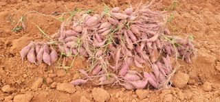 강성우님의 고구마 · 자유게시판 작성글 사진