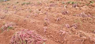 강성우님의 고구마 · 자유게시판 작성글 사진